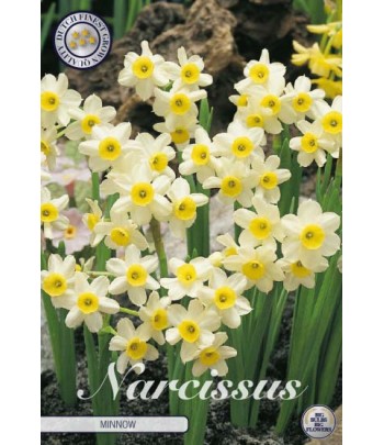 Narciss, Trädgård - Minnow