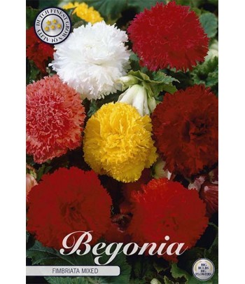 Begonia, Fimbriata mix