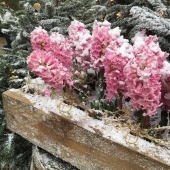 Med denna blomstrande vinterskrud hälsar vi alla en God Jul🎅
_________________________________________________ #godjul #godjul🎄 #merryxmas #merrychristmas #merrychristmas🎄 #trevlighelg #happyholidays #hyacinter #uteblomster #blommandeträdgård #blommor #blomma #snö #uteplanter #trädgård #utemiljö #trädgårdsliv #trädgårdsinspiration #odla #odling #odlahemma #fromedposten #frömedposten